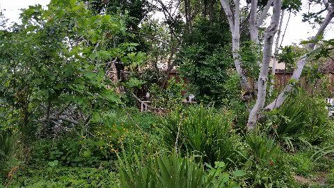 BACK YARD FULL OF NUT TREES