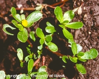 Most delicious
                      weed you can eat: purslane