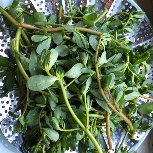 freshly washed purslane or berdolagas