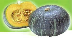 most delicious pumpkin is
                        from CHINA, 5,000 years to hybidize it FOR
                        TASTE!