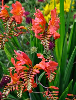 CROCOSIMIA the best ORANGE FLOWER OUT
                          THERE