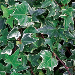 IVY for fences, grows fast, covers
                    well, allows you to have cheap fencing material like
                    wire or cyclone