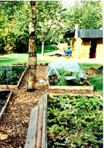 RAISED BEDS, how to make them, why are raised
                  beds better than ground level?