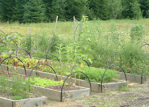 RAISE your beds for vegetables, with junk boards