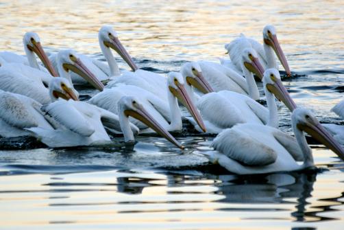 these birds lost their home on lake
                        SEPULVEDA when ARMY drained it, made a
                        concentration camp in center of Los Angeles