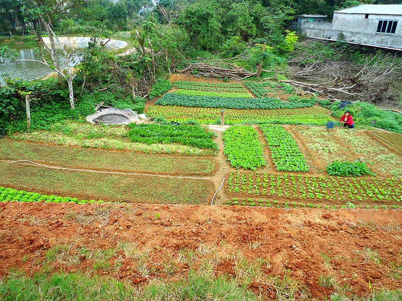 ALL THE LAND YOU NEED FOR A FARM, A SINGLE
                    ACRE. ADD ON a half acre for "WORKER
                    VILLAS".